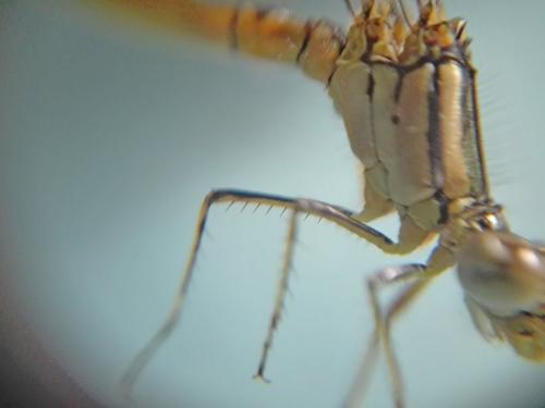 Erythromma lindenii